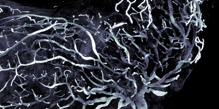 Mouse mammary gland