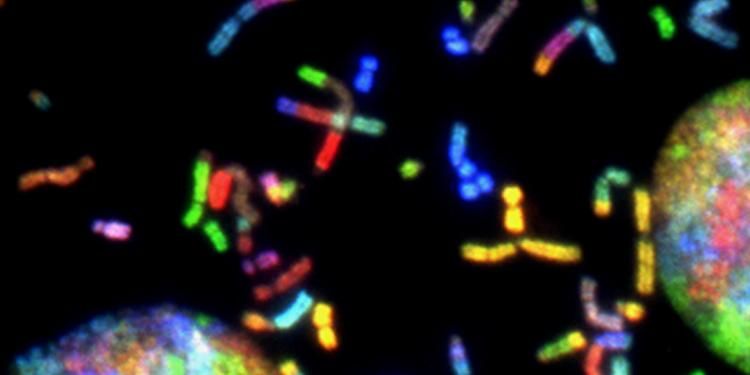 Chromosomes