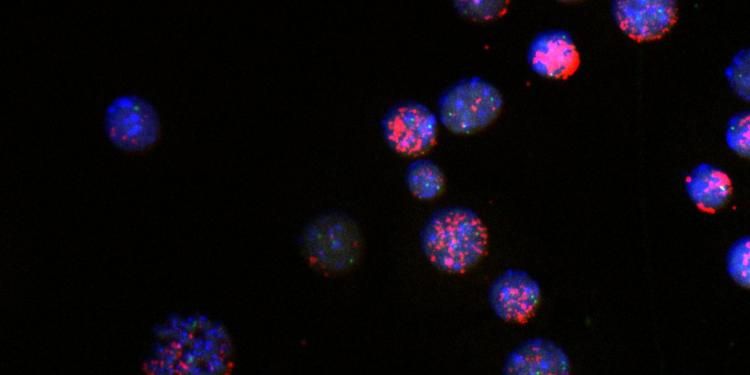 Engineered Myc-containing ecDNAs
