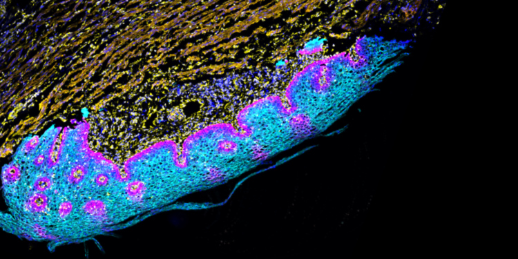 Image of cell