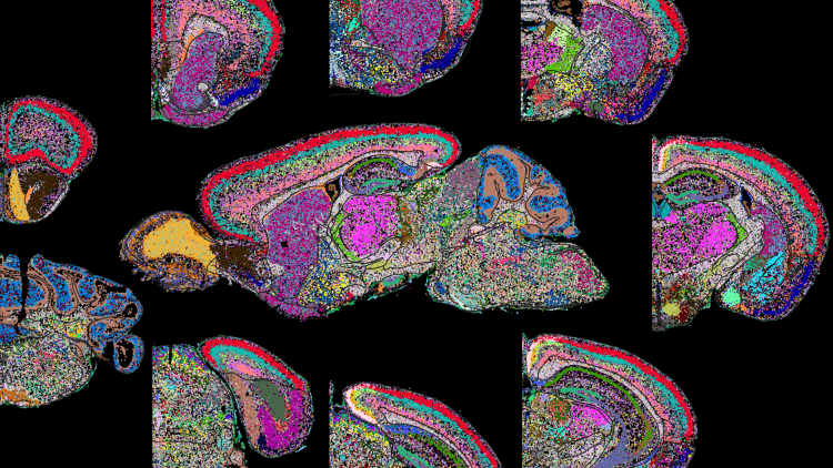 MERFISH Whole mouse brain cell atlas