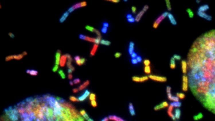 Chromosomes