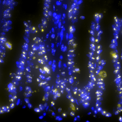 crypts_fibrillarin-nucleoli+DAPI