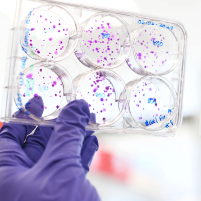 Petri dish image