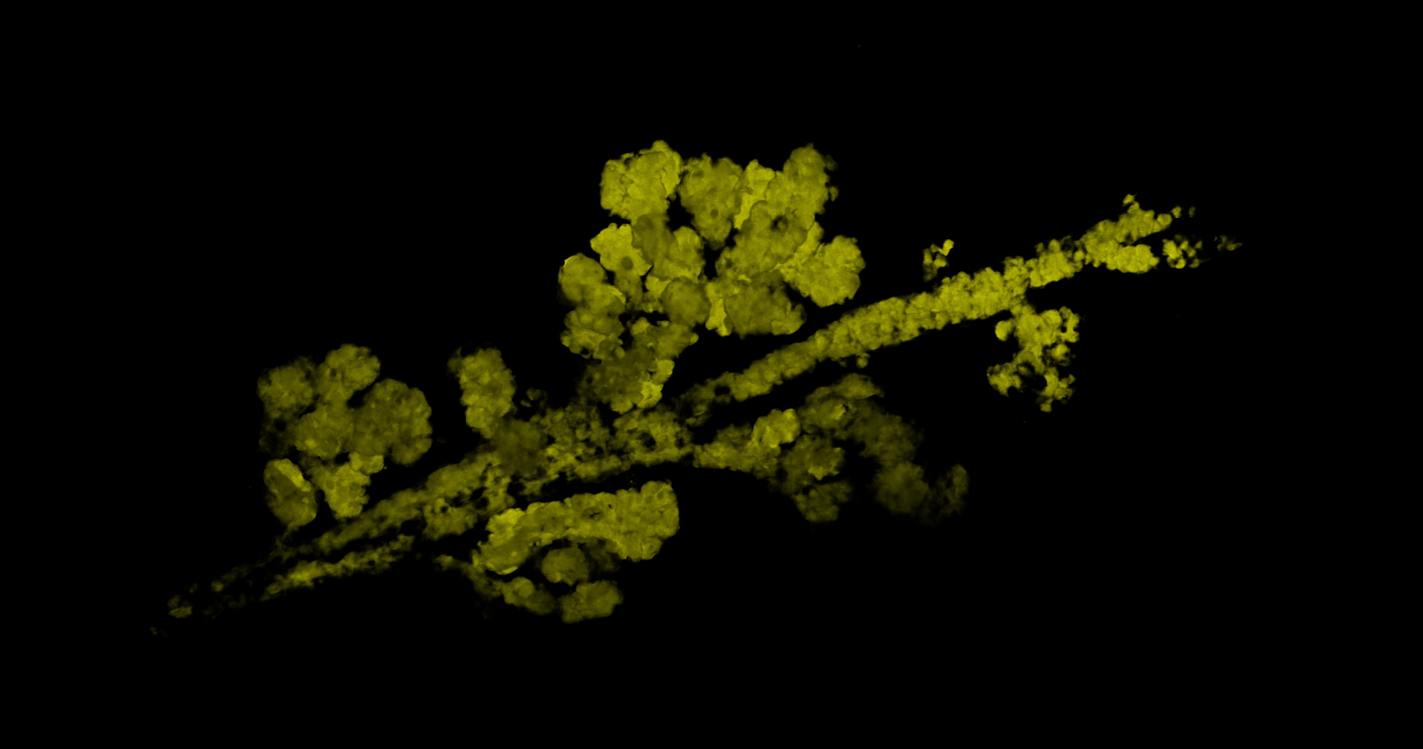 A clonal field of mutant cells (in yellow).