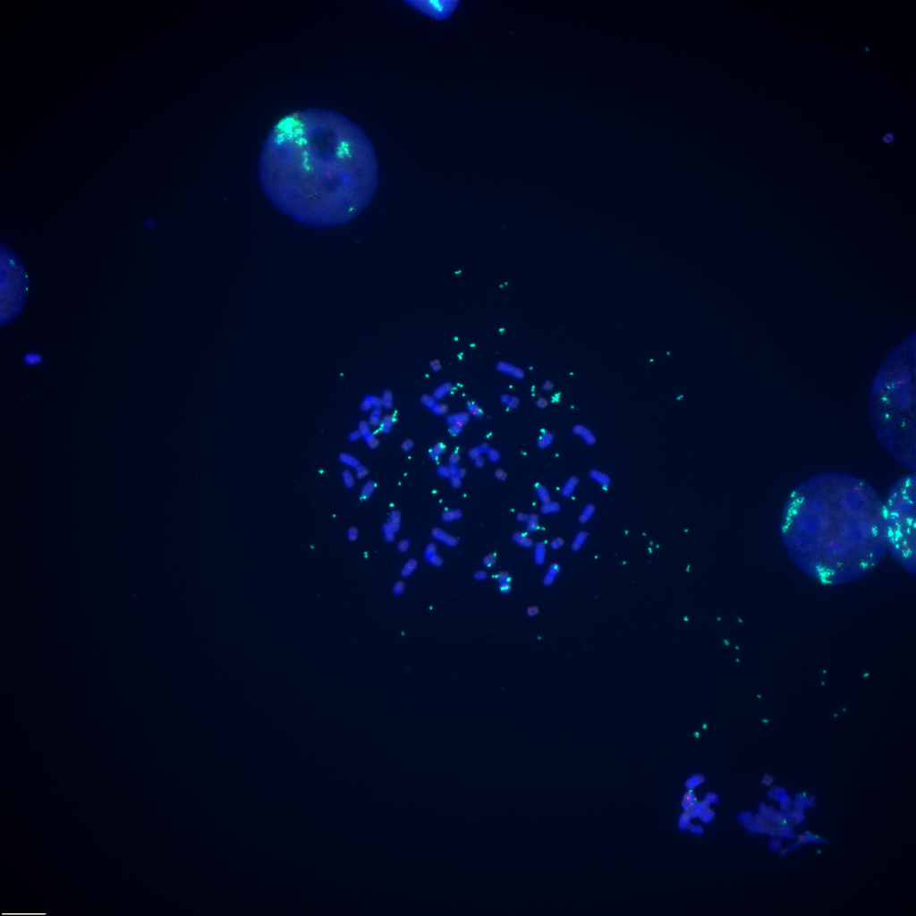 Metaphase FISH image of DMS273 